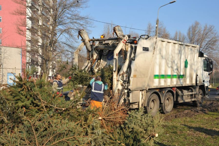 Fenyő elszállítás