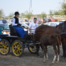 A Mezgés Pikniknek változatlan sikere van évről-évre