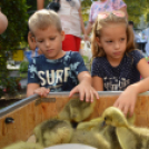 Örültek a simogató pici kezeknek