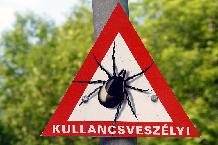 Kullancsveszély! Nem játék!