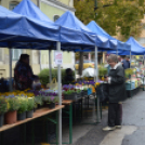 Virágba borult a Korona utca