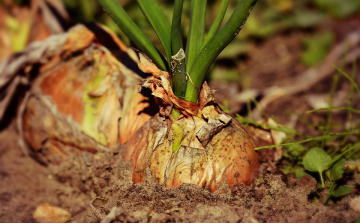 Új támogatási programot hirdet a viharkárok enyhítésére az agrártárca