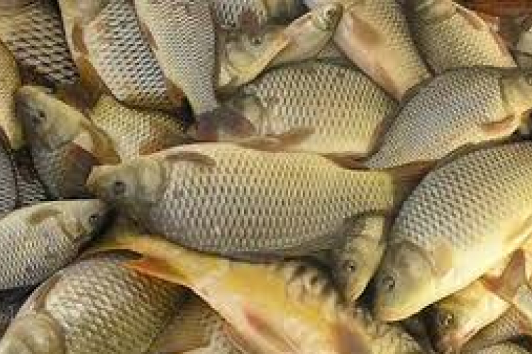 Halakat veszélyeztet az erdőírtás