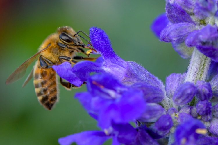 Ma van a méhek világnapja