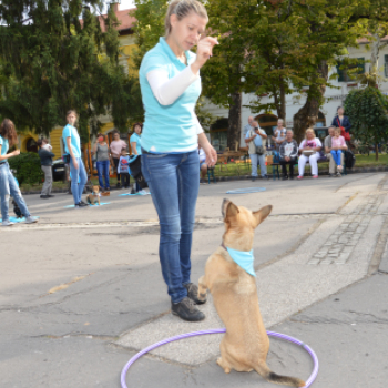 Kutyasuli a libafesztiválon