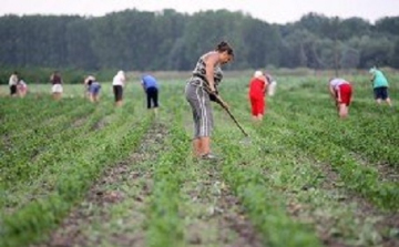 Idénymunkások szabályos és egyszerű foglalkoztatása