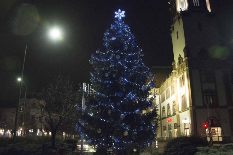 Keresünk fenyőt a város karácsonyfájához