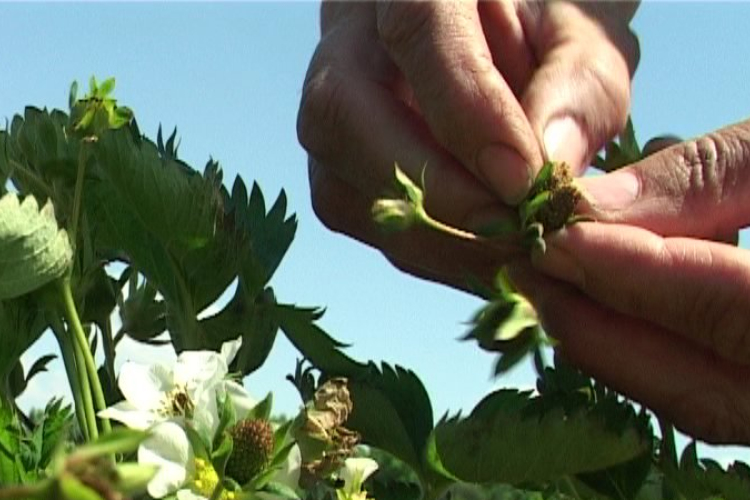 A szamóca felét valószínűleg elvitte a fagy