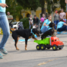 Kutyasuli a libafesztiválon