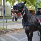 Szüreti felvonulás II.