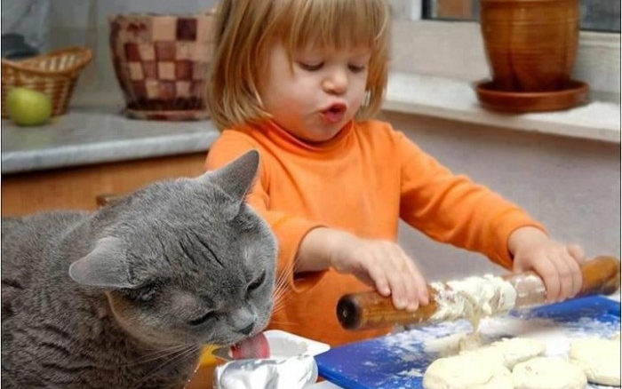 Tudta? A cicák nem érzik a cukor ízét!