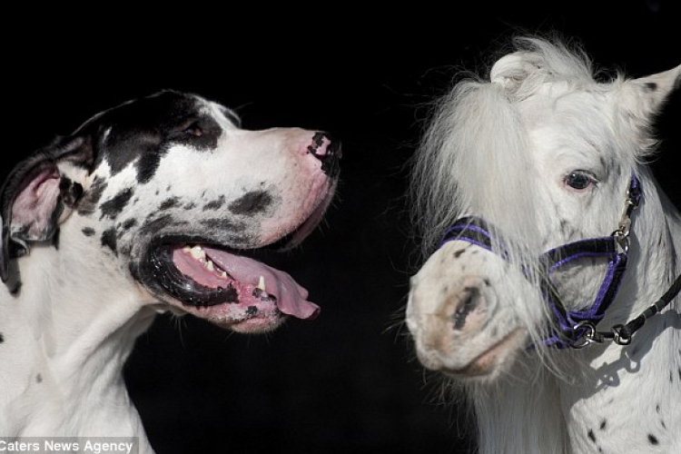 Egy dán dog lett a törpeló legjobb barátja