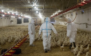 Újra megjelent Bács-Kiskun megyében a madárinfluenza