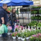 A barátságtalan idő ellenére is sokan ellátogattak a virágünnepre