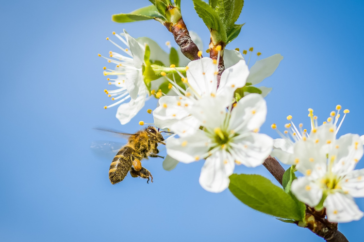 Ma van a beporzók napja
