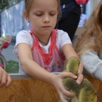 Örültek a simogató pici kezeknek