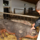 A megye tizennégy általános iskolájának végzősei látogattak el a Mezgé pályaorientációs napjára