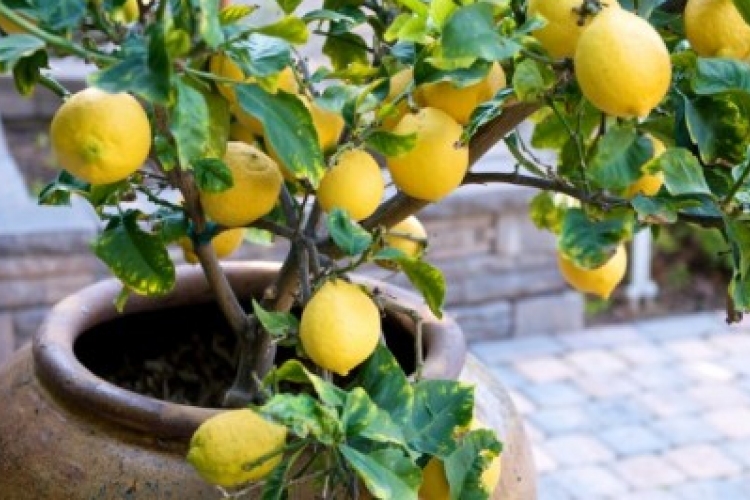 Így termessz citromot otthon
