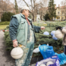 Hamarosan felgyúlnak az ünnepi fények városunk karácsonyfáján