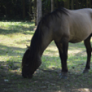 Ismét találkoztak a Kunfakó lovasok