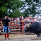 Látványos bikarodeó-show és western életérzés költözött Kiskunfélegyházára