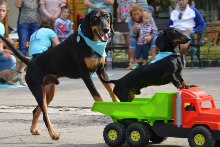 Kutyasuli, kutyasimogató a libafesztiválon