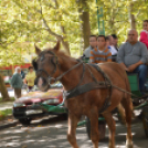 Szüreti felvonulás 2017.