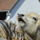 Tömegeket vonzott a Mezgé Piknik