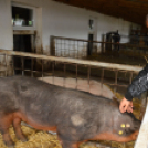 A megye tizennégy általános iskolájának végzősei látogattak el a Mezgé pályaorientációs napjára