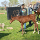 Csábító mesterségek a félegyházi Mezgé Suliban