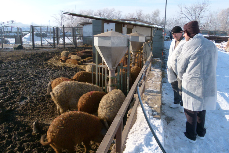 Országosan is elismert a MEZGÉ-s mangalica
