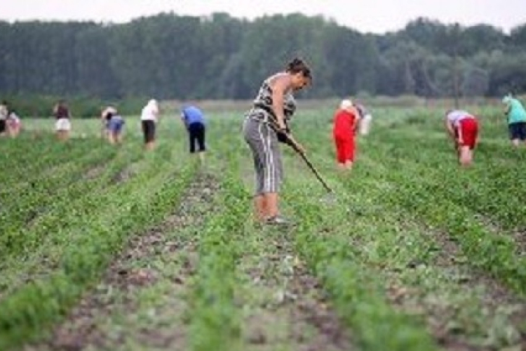 Idénymunkások szabályos és egyszerű foglalkoztatása