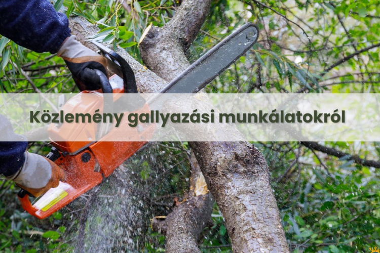 Tájékoztatás a Kiskunfélegyházán végzett gallyazási munkálatokról
