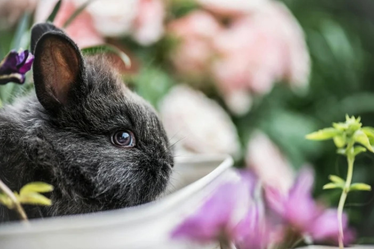 Húsvét - Óva intenek az élő állat ajándékozásától az állatvédők