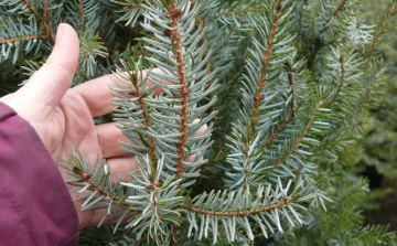 Amit a karácsonyfa kiválasztásához feltétlenül tudni kell