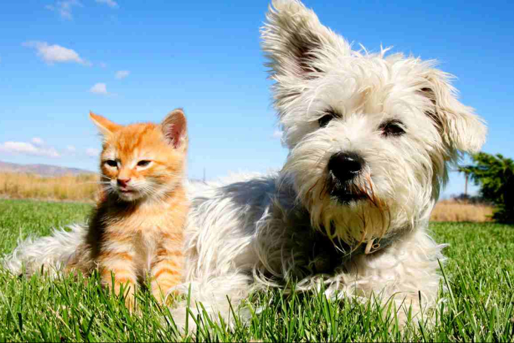 Kutya vagy macska? - választásunk árulkodik