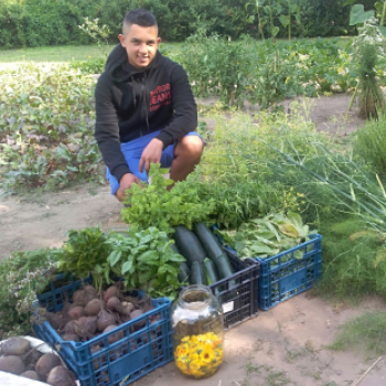 Vegyszermentes zöldfűszereket és zöldségeket termelnek a mezgés diákok