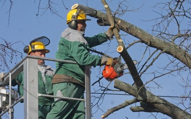 Folytatódik a közterületen lévő fák ágainak visszavágása