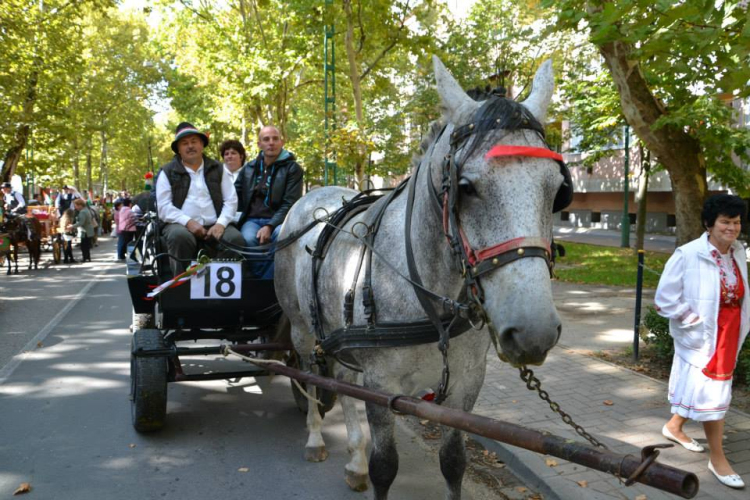 Szüreti felvonulás II.