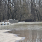 Árad a Tisza Tőserdőnél