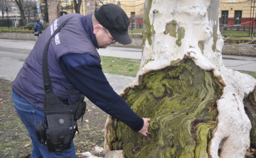 Vizsgálják a főutca platánjait