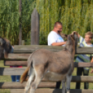 A Mezgés Pikniknek változatlan sikere van évről-évre