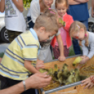 Kezdetét vette a LIBAMULATSÁG