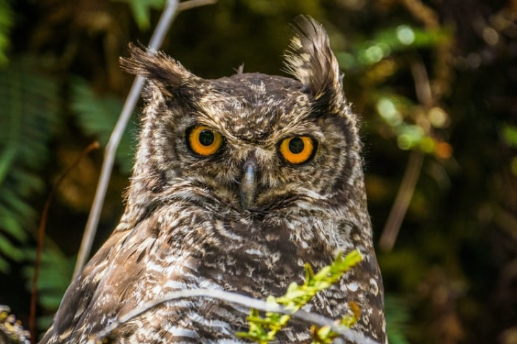 Több mint 13 ezer erdei fülesbagoly telelt Magyarországon