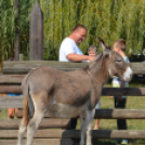 A Mezgés Pikniknek változatlan sikere van évről-évre