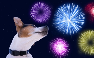 Így készüljenek a tűzijátékra a kutyatartók
