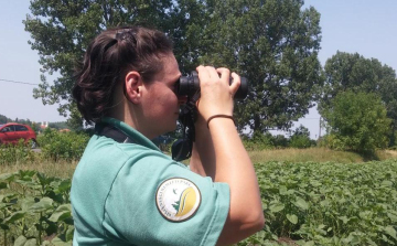 Egy vándorló medvét keresnek Tiszaalpáron