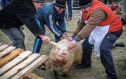 Falusi Disznóvágás Petőfiszálláson