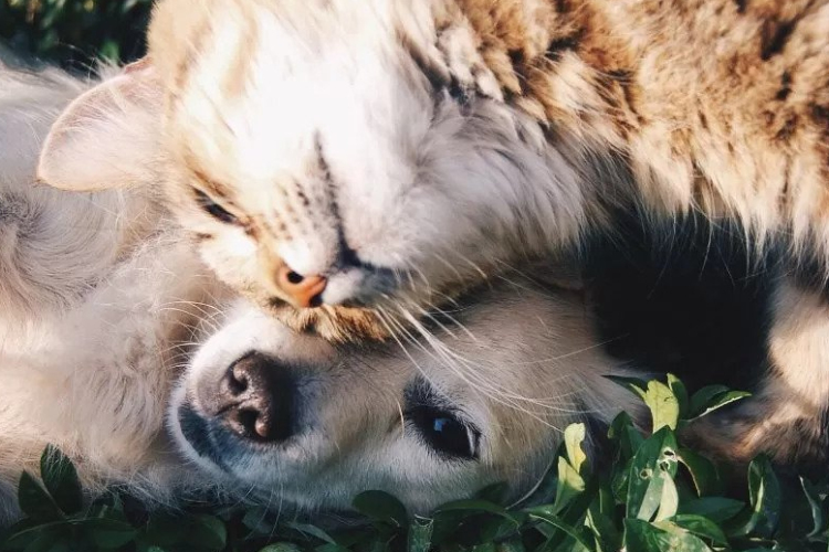 Romlik az állatvédelem helyzete Magyarországon