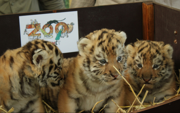 Először születtek tigriskölykök a Kecskeméti Vadaskert történetében